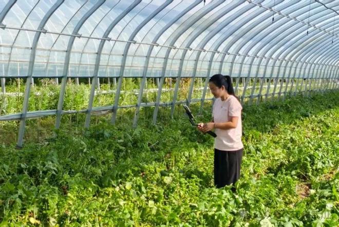 冷凉蔬菜“种”出乡村振兴新图景